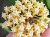 Hoya Surigaoensis