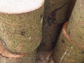 Parduodu