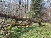Ažuolas. Susipjauti ir išsivežti patiem - nuotraukos Nr. 2