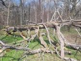 Ažuolas. Susipjauti ir išsivežti patiem - nuotraukos Nr. 7