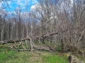Ažuolas. Susipjauti ir išsivežti patiem - nuotraukos Nr. 8