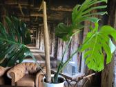 Didzialape monstera deliciosa su vazonu