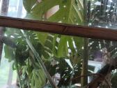 Didzialape monstera deliciosa su vazonu - nuotraukos Nr. 2
