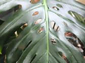 Didzialape monstera deliciosa su vazonu - nuotraukos Nr. 3