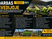 Darbas Švedijoje!