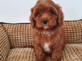 Cavapoo
