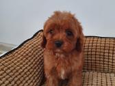 Cavapoo - nuotraukos Nr. 2