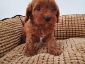 Cavapoo - nuotraukos Nr. 3