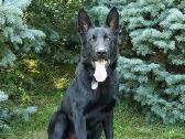 Aviganis kergimui - nuotraukos Nr. 2