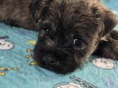 Kernterjero veislės šuniukai - nuotraukos Nr. 10