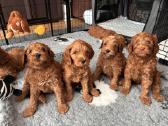 Australian Labradoodle šuniukai,su Wala dokum.