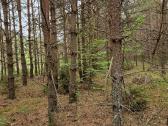 Parduodu sklypa Rodukos Kaime - nuotraukos Nr. 17