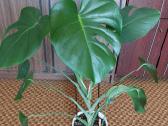 Gėlė kambarinė Monstera