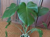 Gėlė kambarinė Monstera - nuotraukos Nr. 2