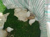 Putpeliukai, putpelės, Dzūkija, Lazdijai