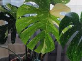 The Monstera Thai Constellation 'Crme Brle'(? - nuotraukos Nr. 3