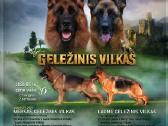 Kilmingi Vokiečių aviganiai - nuotraukos Nr. 2