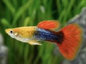 Įv. akvariuminės žuvelės Šiauliuose - nuotraukos Nr. 28