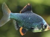 Įv. akvariuminės žuvelės Šiauliuose - nuotraukos Nr. 3