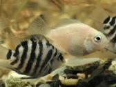 Įv. akvariuminės žuvelės Šiauliuose - nuotraukos Nr. 31