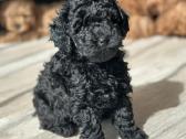 Kilmingi nykštukiniai–toy pudeliai