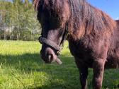 Parduodamas poni eržiliukas