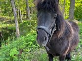 Parduodamas poni eržiliukas - nuotraukos Nr. 2