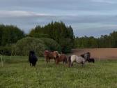 Parduodamas poni eržiliukas - nuotraukos Nr. 3