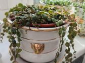 Peperomia prostrata( vėžliukai)