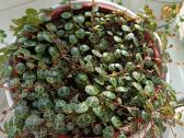 Peperomia prostrata( vėžliukai) - nuotraukos Nr. 2