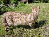 Snieginė katytė su kilmės dokumentais - nuotraukos Nr. 6
