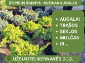 Juodžemis, smėlis, atsijos IT t.t. (Didmaišiais) - nuotraukos Nr. 4