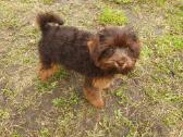Poodle 3/4