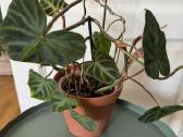 Philodendron verucossum - nuotraukos Nr. 2