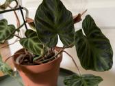 Philodendron verucossum - nuotraukos Nr. 3