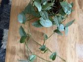 Epipremnum Cebu Blue
