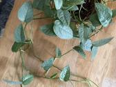Epipremnum Cebu Blue - nuotraukos Nr. 2