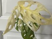 Monstera adasonii archipelago / ghost