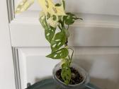 Monstera adasonii archipelago / ghost - nuotraukos Nr. 2