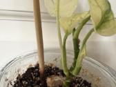 Monstera adasonii archipelago / ghost - nuotraukos Nr. 3