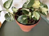 Epipremnum aureum Manjula
