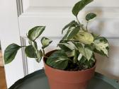 Epipremnum aureum Manjula - nuotraukos Nr. 2