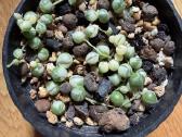 Variegatinė Karolinė žilė ( string of pearls) - nuotraukos Nr. 2