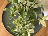 Epipremnum Marble Queen - nuotraukos Nr. 2