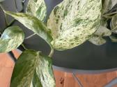 Epipremnum Marble Queen - nuotraukos Nr. 4
