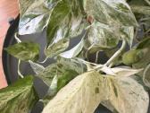 Epipremnum Marble Queen - nuotraukos Nr. 5