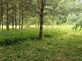 Žolės pjovimas Vilniuje, Vilniaus rajone, Trakuose - nuotraukos Nr. 4