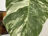 Monstera borsigiana variegata - nuotraukos Nr. 2