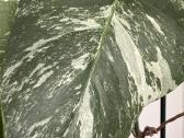 Monstera borsigiana variegata - nuotraukos Nr. 3