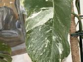 Monstera borsigiana variegata - nuotraukos Nr. 4